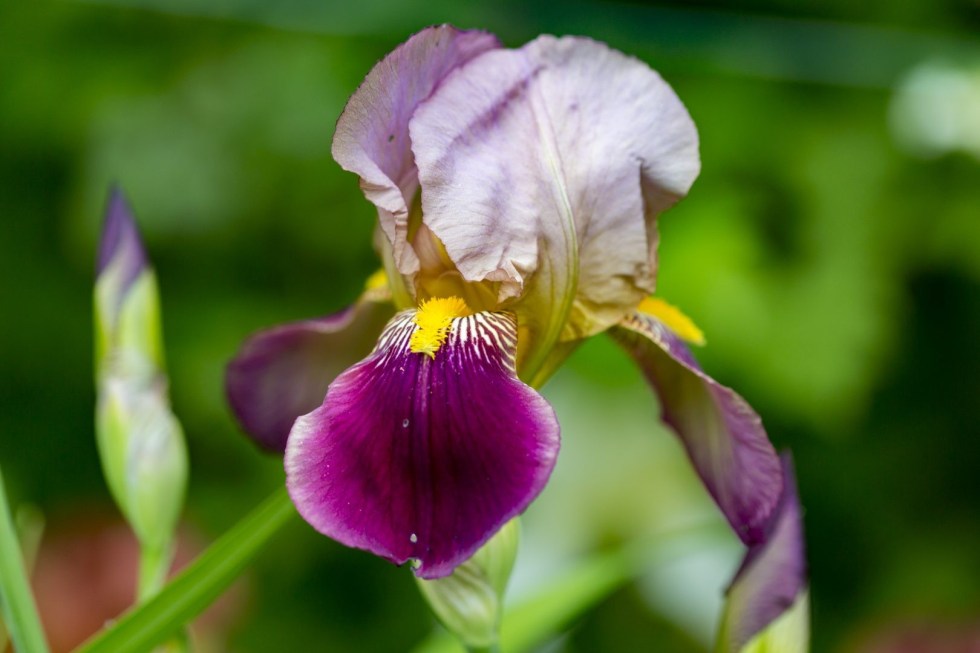 Iris du Château