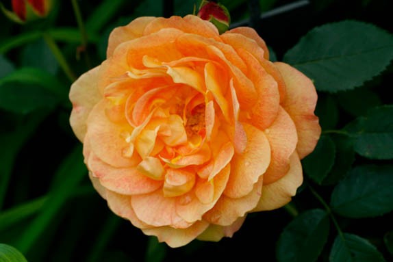 Roses du Château